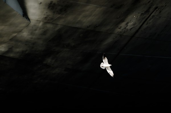Naval Backdrop
