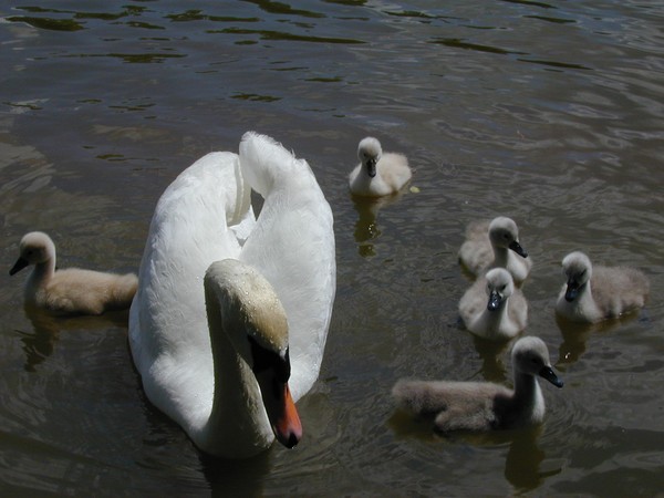 All in the Family