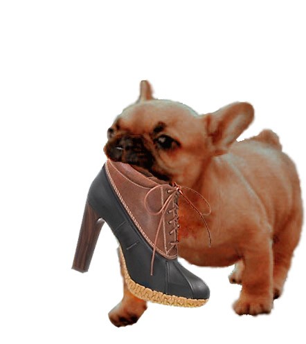 dog3