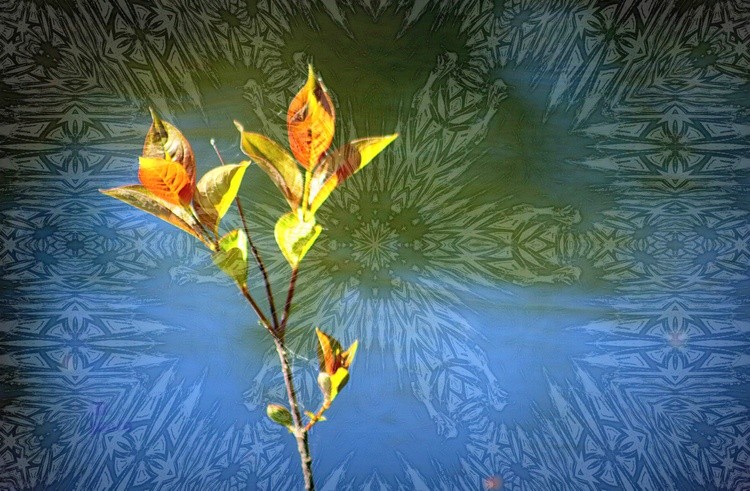Flowrer abstract 1