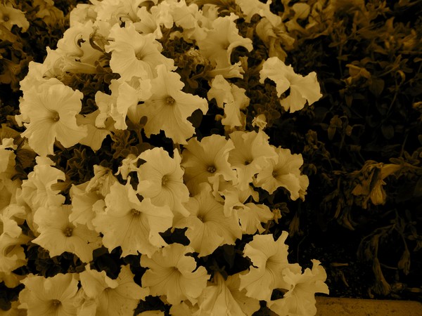 Sepia Flowers