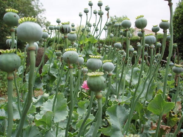 Poppies