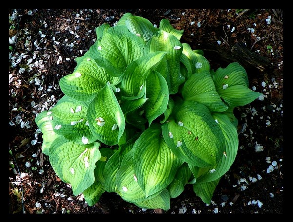Plant