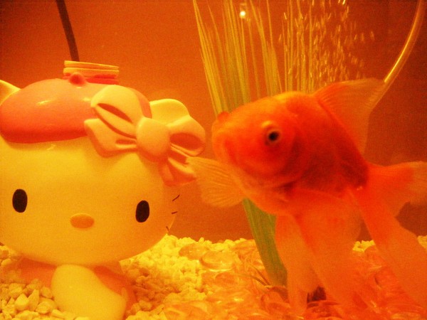 My Goldfish