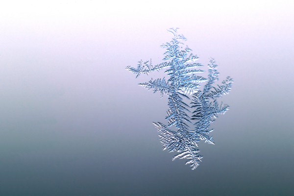Frost 1