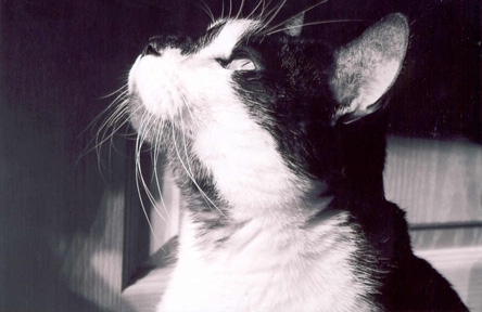 A Dreamer