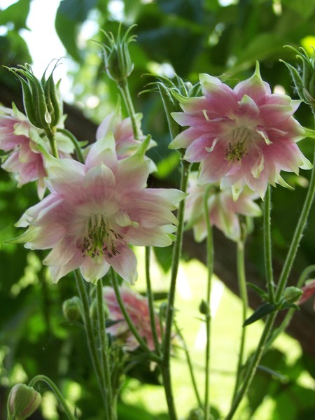 Columbine