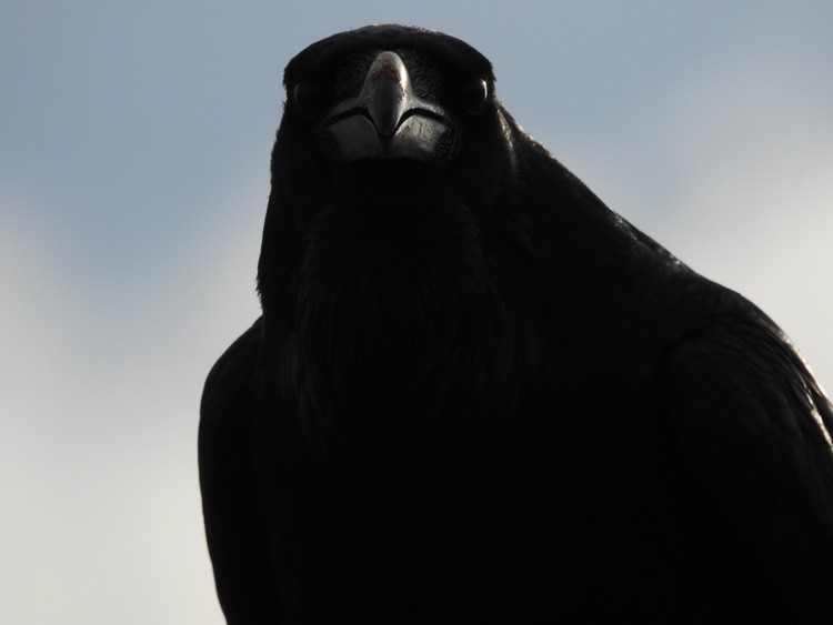 Raven