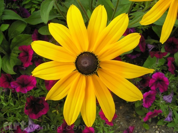 FLOWER LOVELY