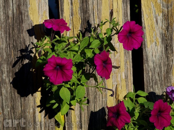 FLOWERS IN THE WALL