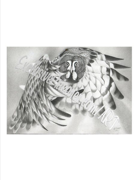 Owl in Flight