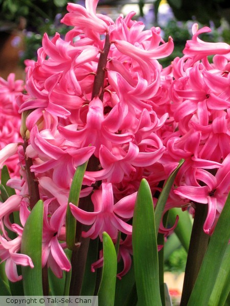 Hyacinth in Pink