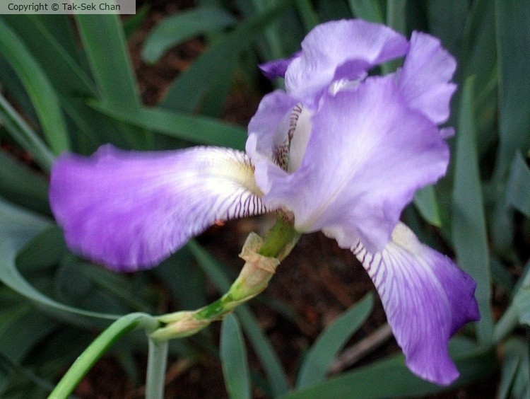 Iris 06-17-2006