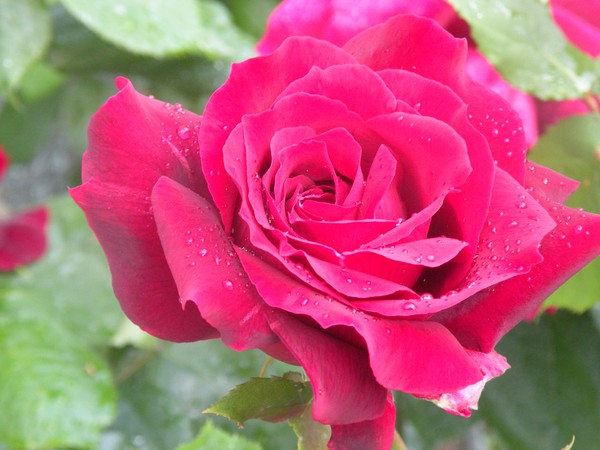 Rose