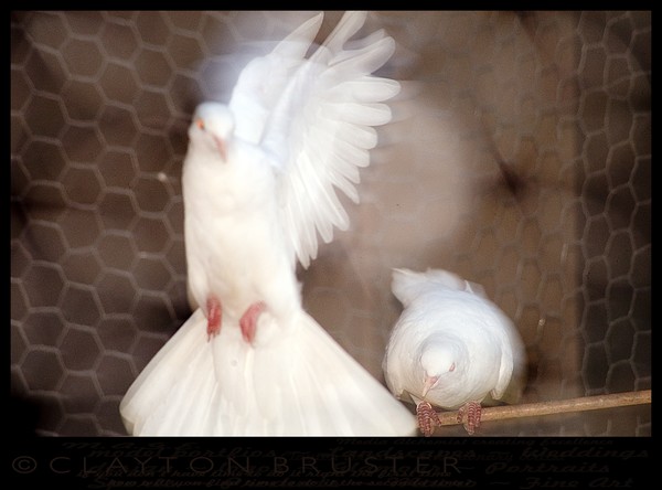 Aviary Art