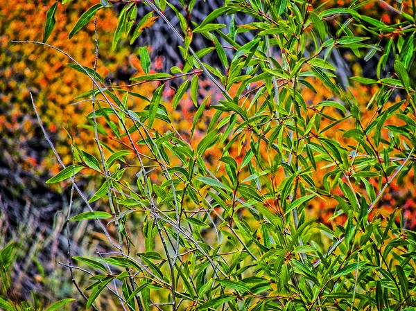 Green and Yellow