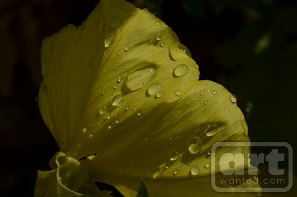 Golden Water Drops
