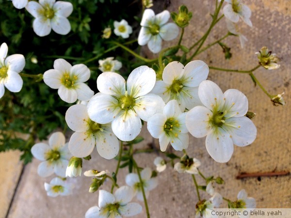 white saxifrage