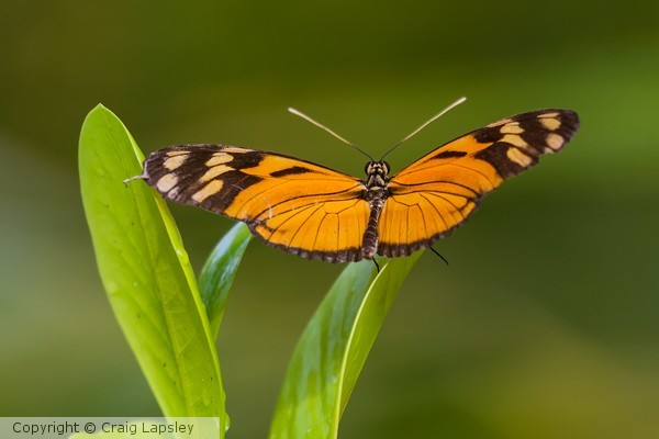 1153 orange butterfly