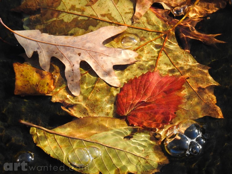 Fall Ripples