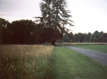 Tree Road