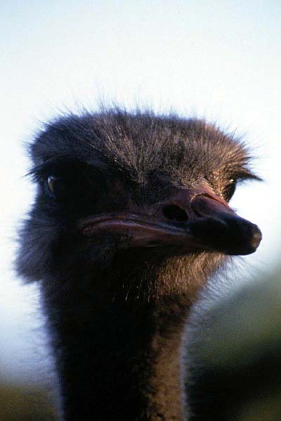ostrich portrait 