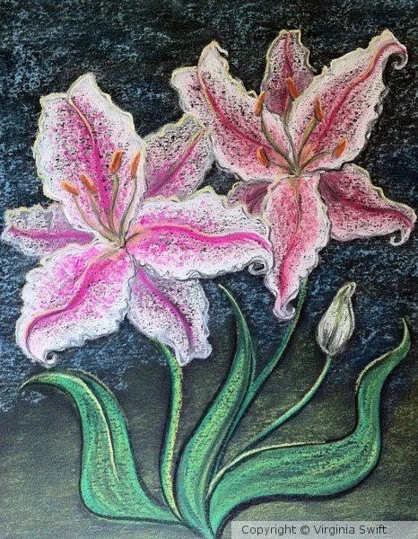 Stargazer Lilies