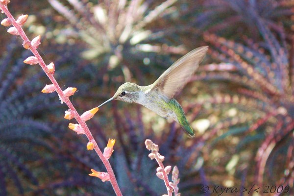 Humming bird