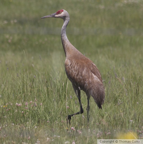 Sand Hill Crane