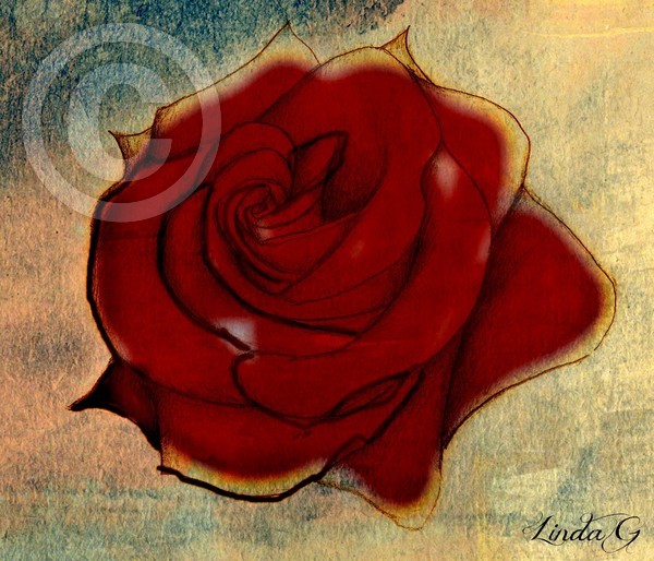 Sun Bathed Rose
