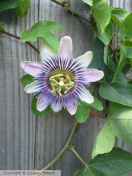 Passion Flower
