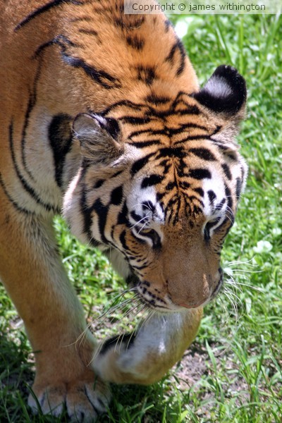 Here kitty kitty
