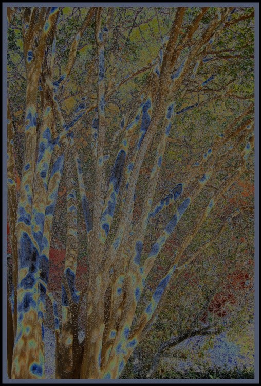 Trees w Treatment