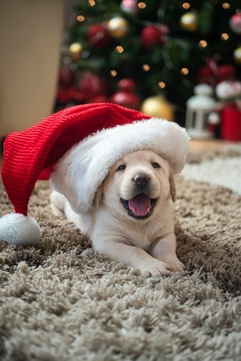puppies (75)