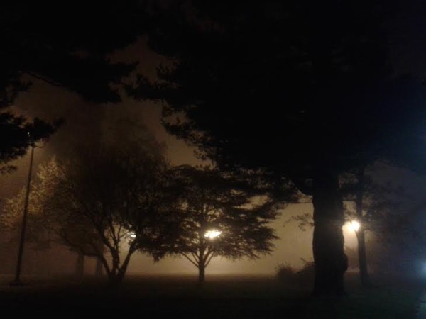 Dark Trees by Robert Aaron