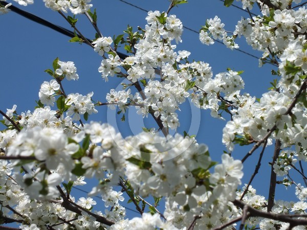 Cherry blossom 1