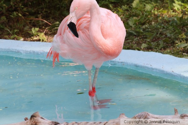 Pink Beauty