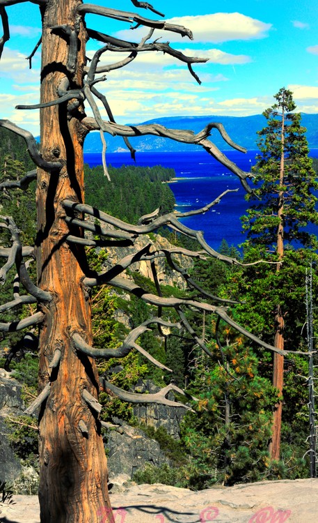 Emerald Bay Tree