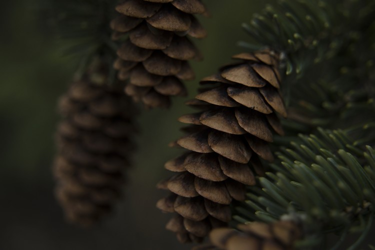 Blue Spruce Pine Cones Color Photo