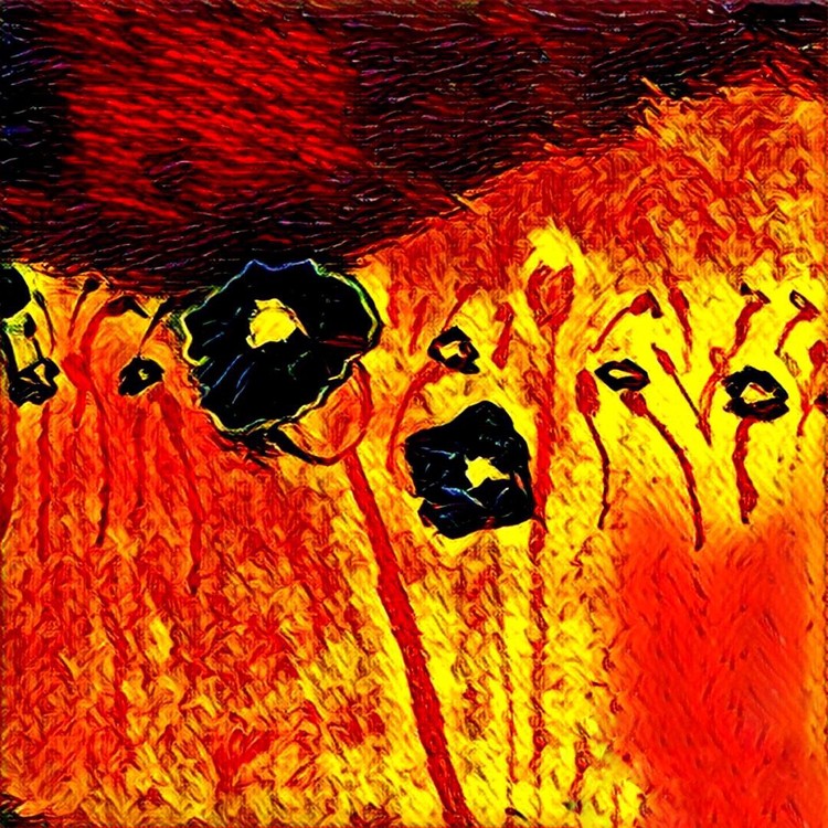 Poppies