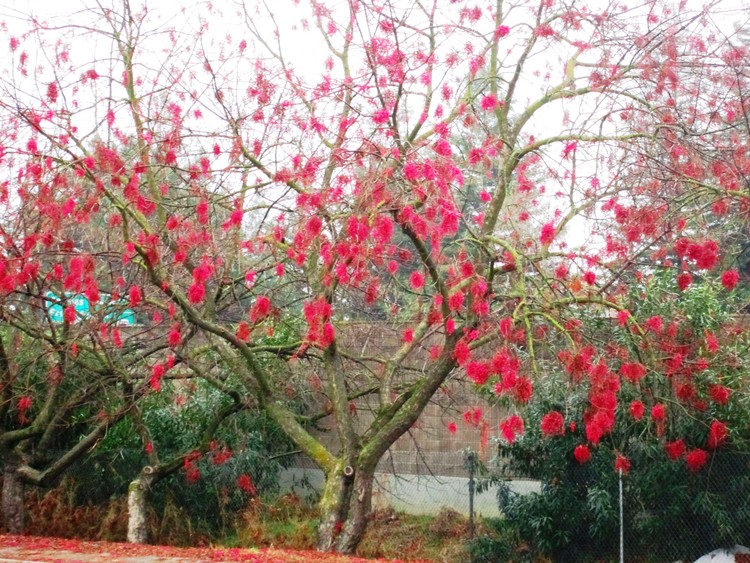 Red Blossom