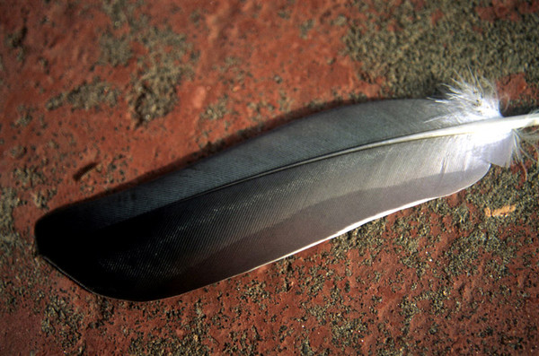 feather