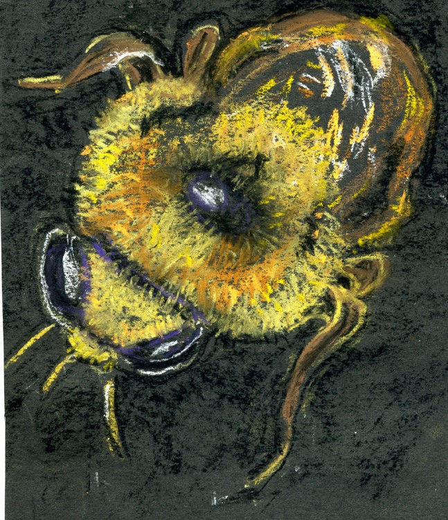 Bumblebee Drawing