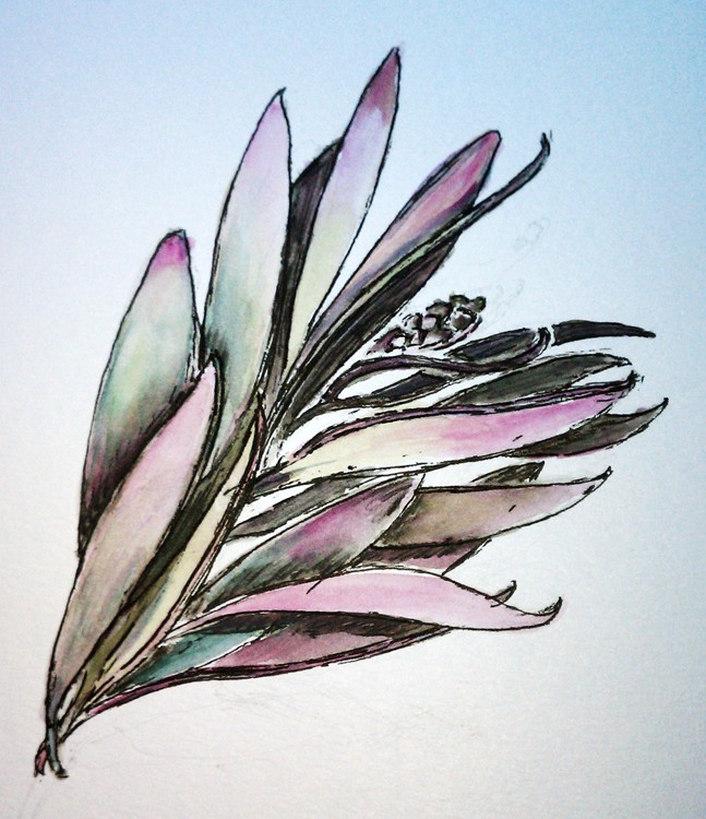 Pine Twig Watercolor