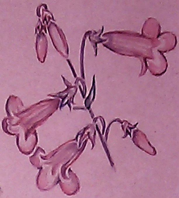 Penstemon Watercolor