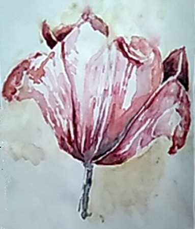 Blooming Tulip Watercolor