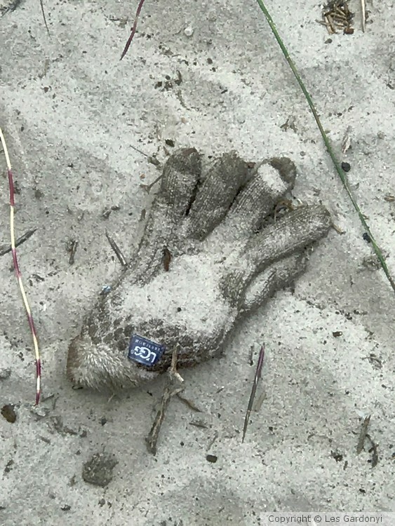 Lost Beach Glove