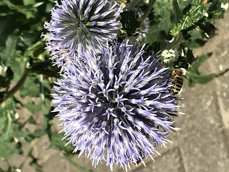 Lavender puffs