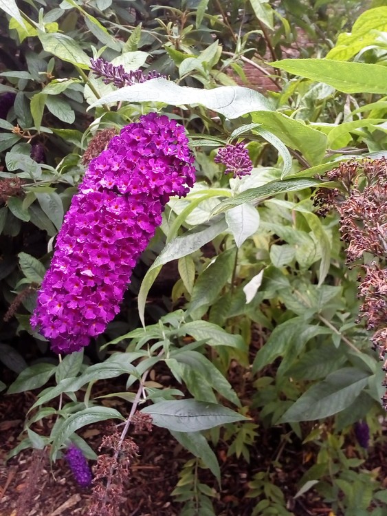 Splash of Colour