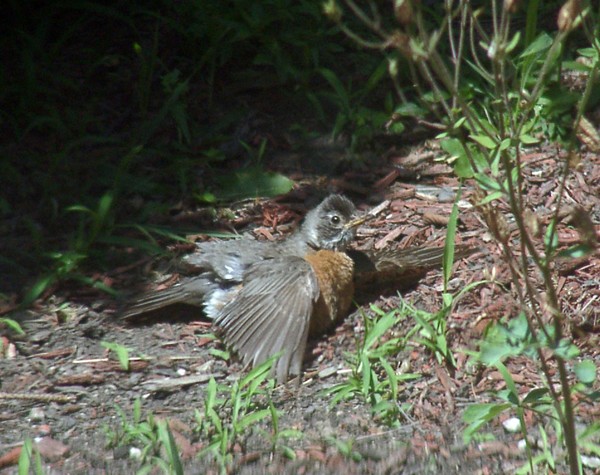 Bird